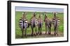 Plains Zebras, Tanzania-Art Wolfe-Framed Giclee Print