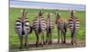 Plains Zebras, Tanzania-Art Wolfe-Mounted Giclee Print