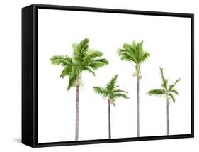 Plam Trees Isolated on White Background-rodho-Framed Stretched Canvas