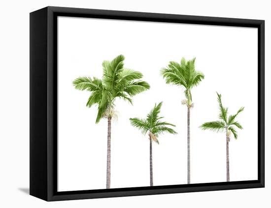 Plam Trees Isolated on White Background-rodho-Framed Stretched Canvas