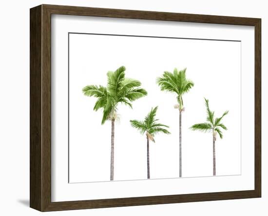 Plam Trees Isolated on White Background-rodho-Framed Photographic Print