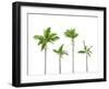 Plam Trees Isolated on White Background-rodho-Framed Photographic Print