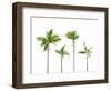Plam Trees Isolated on White Background-rodho-Framed Photographic Print