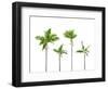 Plam Trees Isolated on White Background-rodho-Framed Photographic Print