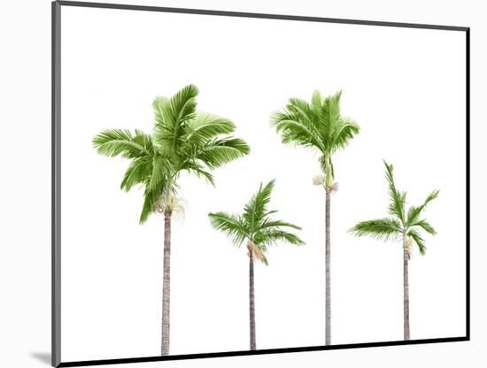 Plam Trees Isolated on White Background-rodho-Mounted Photographic Print