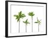 Plam Trees Isolated on White Background-rodho-Framed Photographic Print