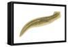 Planaria (Planaria Agilis), Platyhelminths, Invertebrates-Encyclopaedia Britannica-Framed Stretched Canvas