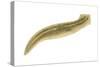 Planaria (Planaria Agilis), Platyhelminths, Invertebrates-Encyclopaedia Britannica-Stretched Canvas