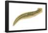 Planaria (Planaria Agilis), Platyhelminths, Invertebrates-Encyclopaedia Britannica-Framed Poster