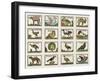 Planche d'animaux-null-Framed Giclee Print