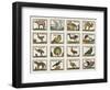 Planche d'animaux-null-Framed Giclee Print