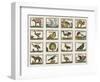 Planche d'animaux-null-Framed Giclee Print