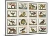 Planche d'animaux-null-Mounted Giclee Print