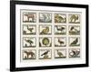 Planche d'animaux-null-Framed Giclee Print