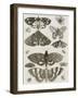 Planche d'insectes-null-Framed Giclee Print