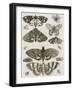 Planche d'insectes-null-Framed Giclee Print