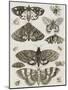 Planche d'insectes-null-Mounted Giclee Print