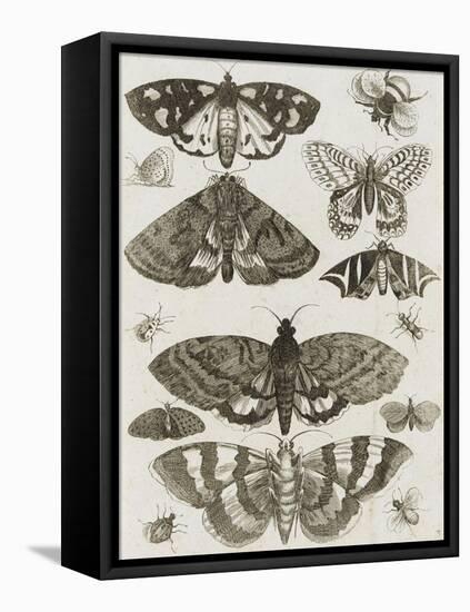 Planche d'insectes-null-Framed Stretched Canvas