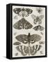 Planche d'insectes-null-Framed Stretched Canvas