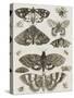 Planche d'insectes-null-Stretched Canvas