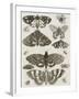 Planche d'insectes-null-Framed Giclee Print