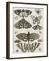 Planche d'insectes-null-Framed Giclee Print