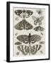 Planche d'insectes-null-Framed Giclee Print