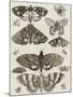 Planche d'insectes-null-Mounted Giclee Print