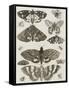 Planche d'insectes-null-Framed Stretched Canvas