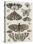 Planche d'insectes-null-Stretched Canvas