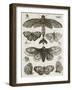 Planche d'insectes-null-Framed Giclee Print