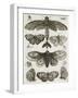 Planche d'insectes-null-Framed Giclee Print