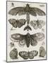 Planche d'insectes-null-Mounted Giclee Print