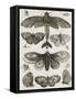 Planche d'insectes-null-Framed Stretched Canvas