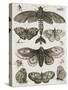 Planche d'insectes-null-Stretched Canvas