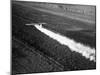 Plane Spraying Alfalfa Fields in Imperial Valley with Ddt-Loomis Dean-Mounted Photographic Print