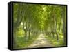 Plane Trees, Avenue-Thonig-Framed Stretched Canvas