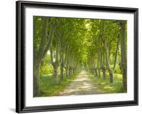 Plane Trees, Avenue-Thonig-Framed Photographic Print