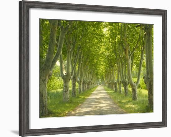 Plane Trees, Avenue-Thonig-Framed Photographic Print