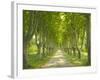 Plane Trees, Avenue-Thonig-Framed Photographic Print