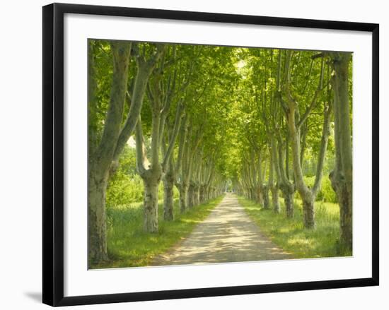 Plane Trees, Avenue-Thonig-Framed Photographic Print