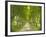 Plane Trees, Avenue-Thonig-Framed Photographic Print