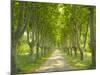 Plane Trees, Avenue-Thonig-Mounted Photographic Print