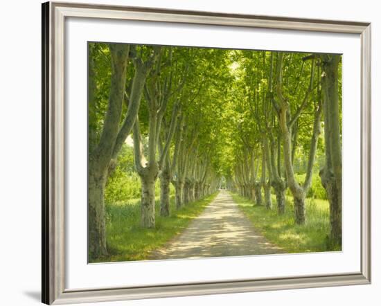 Plane Trees, Avenue-Thonig-Framed Photographic Print