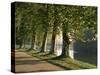 Plane Trees Beside the River Saone Near Macon, Saone Et Loire, Burgundy, France-Michael Busselle-Stretched Canvas