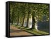 Plane Trees Beside the River Saone Near Macon, Saone Et Loire, Burgundy, France-Michael Busselle-Framed Stretched Canvas