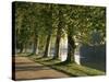 Plane Trees Beside the River Saone Near Macon, Saone Et Loire, Burgundy, France-Michael Busselle-Stretched Canvas