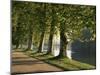 Plane Trees Beside the River Saone Near Macon, Saone Et Loire, Burgundy, France-Michael Busselle-Mounted Photographic Print