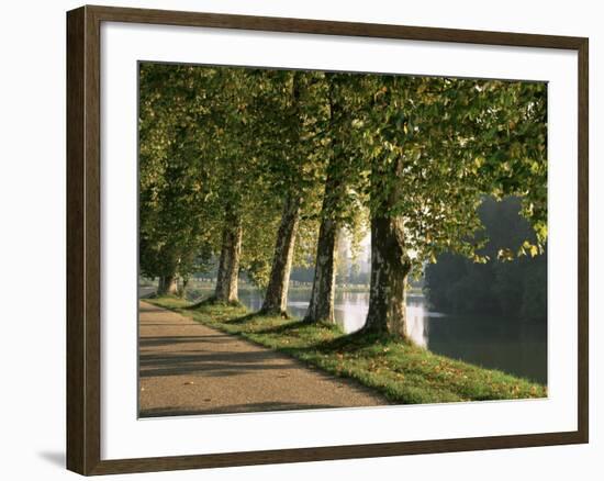 Plane Trees Beside the River Saone Near Macon, Saone Et Loire, Burgundy, France-Michael Busselle-Framed Photographic Print