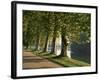 Plane Trees Beside the River Saone Near Macon, Saone Et Loire, Burgundy, France-Michael Busselle-Framed Photographic Print